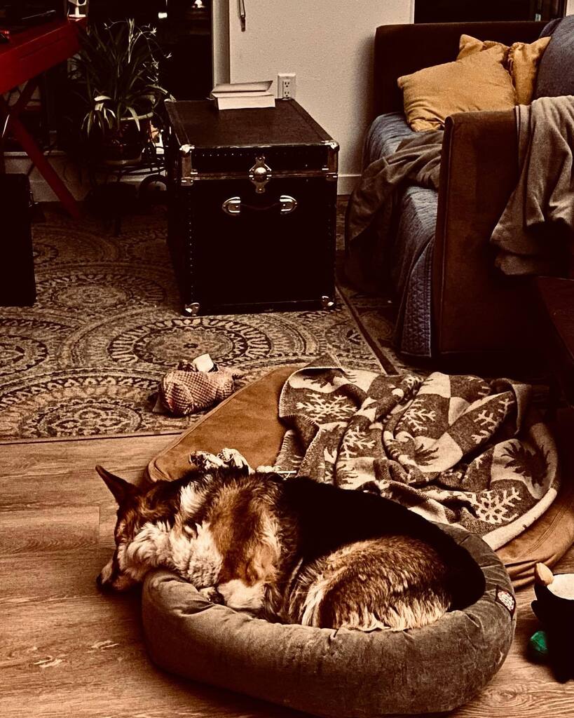 CorgMarshall's tweet image. I wasn’t happy with my stinky bagel bed so the “Mean Guy” took it away from me. 😢

He fed it to the metal closet monsters. They chewed it for a while but the “Mean Guy” got it back. 😲

I’m so happy. 😌

😴 instagr.am/p/Cpz70nOu6Aa/