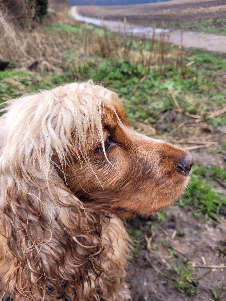 This is Nell. She's sulking because she didn't want our walk to end this morning! 

She rolled in the frosty grass, all the mud, and had the best time.

Unfortunately for her, Wednesday is my admin day, and we had to go home!

#sulkingdog #adminday #businessgrowth #dogsoftwitter