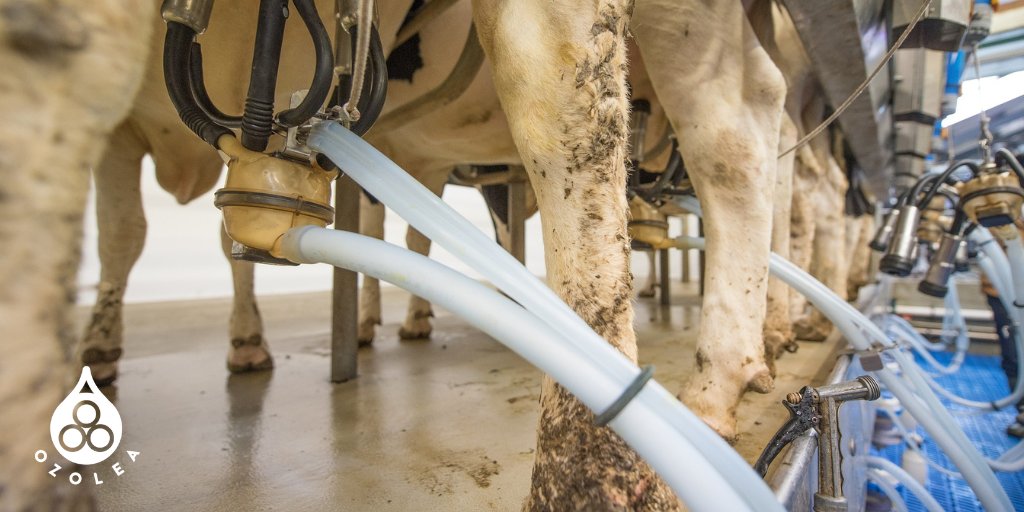 Foremilk stripping is an effective strategy to detect early signs of mastitis for a timely intervention.

How to intervene promptly? #OZOLEAMAST 💧, our non-antibiotic and no-withdrawal veterinary device, is a good option 👉ozolea.it/what-changes-i…