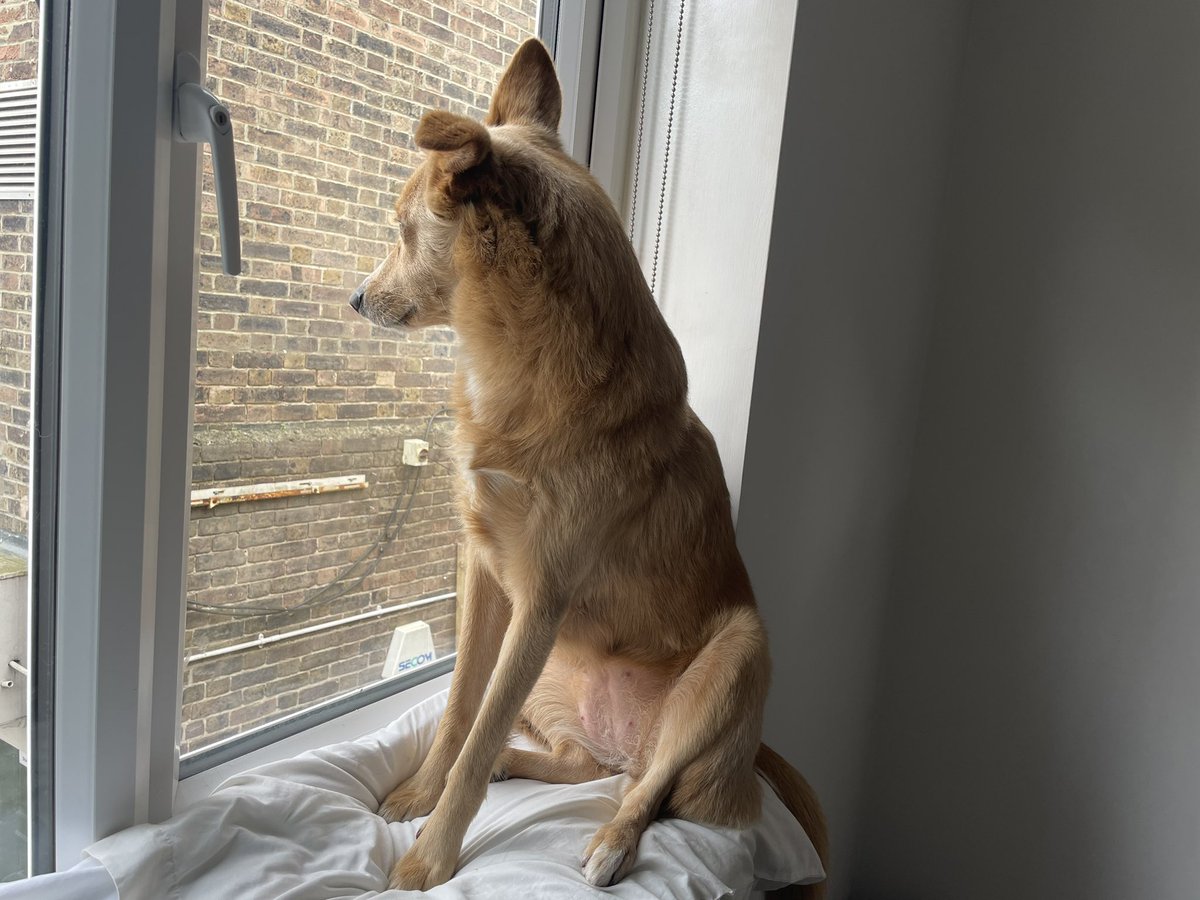 meganbaker___'s tweet photo. Made the dog a make-shift window seat for some ‘enrichment’ while we work and she’s taking her new guard dog responsibilities very seriously https://t.co/FpW43zgCNT