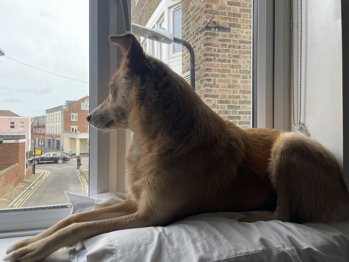 meganbaker___'s tweet photo. Made the dog a make-shift window seat for some ‘enrichment’ while we work and she’s taking her new guard dog responsibilities very seriously https://t.co/FpW43zgCNT