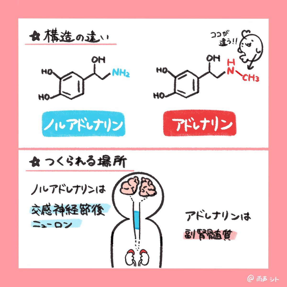アドレナリンとノルアドレナリンの違いを さっくり図解してみました💊