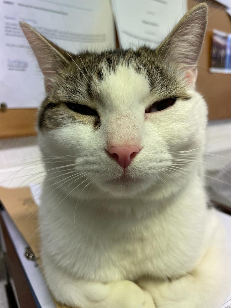 MerPolMounted's tweet photo. Teddy has mastered the smug face! #StandTall #PCTeddy #SmugCat #ItsWarmInTheSgtsOffice https://t.co/eSPlruRUV1