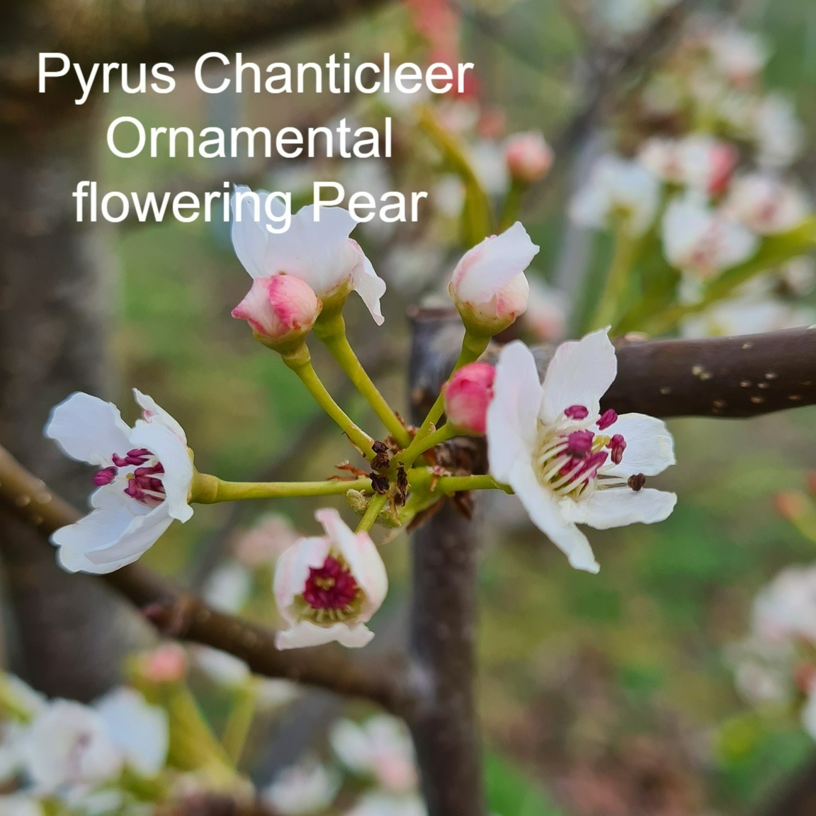 IrishTreeCentre's tweet photo. Quiz answers
1. Perrotia persica Vanessa Upright Persian Ironwood
2. Prunus 'Amanogawa' erect Japanese flowering Cherry
3. Pyrus Chanticleer, Ornamental flowering Pear tree
4. Aesculus hipp. 'Baumannii' Double white flowering Horse Chestnut
Available from https://t.co/mHsieH5Hg5 https://t.co/9hrR0PEBEP