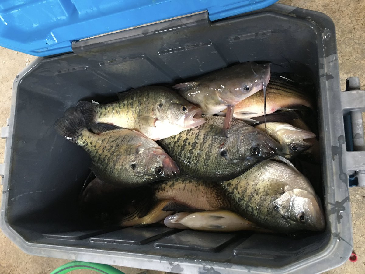 BlueBankResort's tweet photo. Reelfoot Lake Crappie https://t.co/wZJhXzgivg