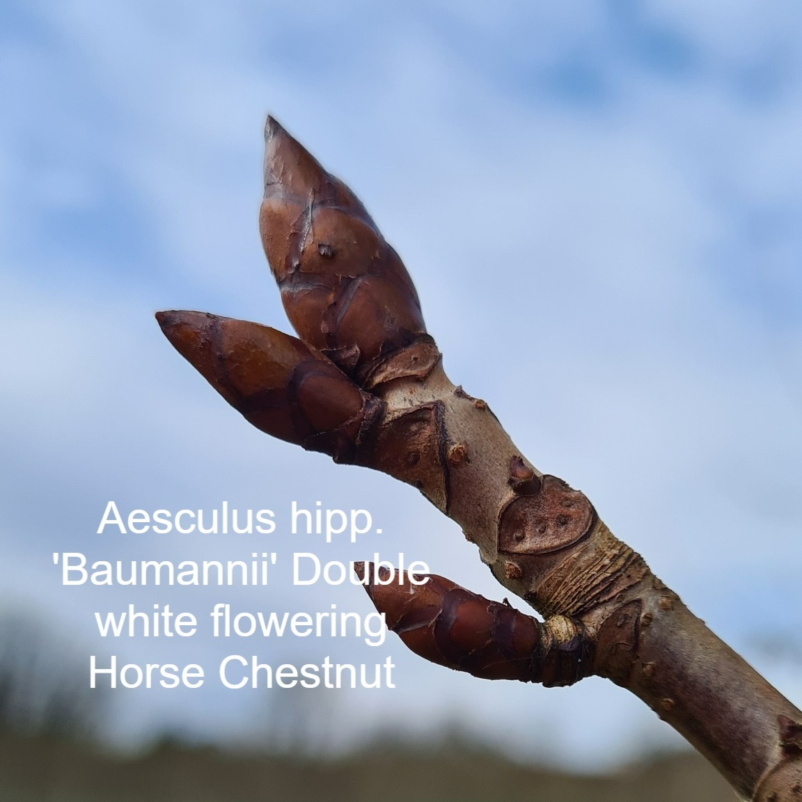 IrishTreeCentre's tweet photo. Quiz answers
1. Perrotia persica Vanessa Upright Persian Ironwood
2. Prunus 'Amanogawa' erect Japanese flowering Cherry
3. Pyrus Chanticleer, Ornamental flowering Pear tree
4. Aesculus hipp. 'Baumannii' Double white flowering Horse Chestnut
Available from https://t.co/mHsieH5Hg5 https://t.co/9hrR0PEBEP
