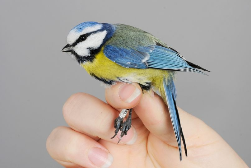 OttenbyBO's tweet photo. The season has started! Our first bird ringed this year is a Blue tit! The sun is shining on the cape, however, the temperatures still remain low and spring hasn't quite arrived yet. But soon! 😎🐦🌞
#ottenby #birdringing #birdbanding #springmigration #sweden https://t.co/9vPbrzF3Ok