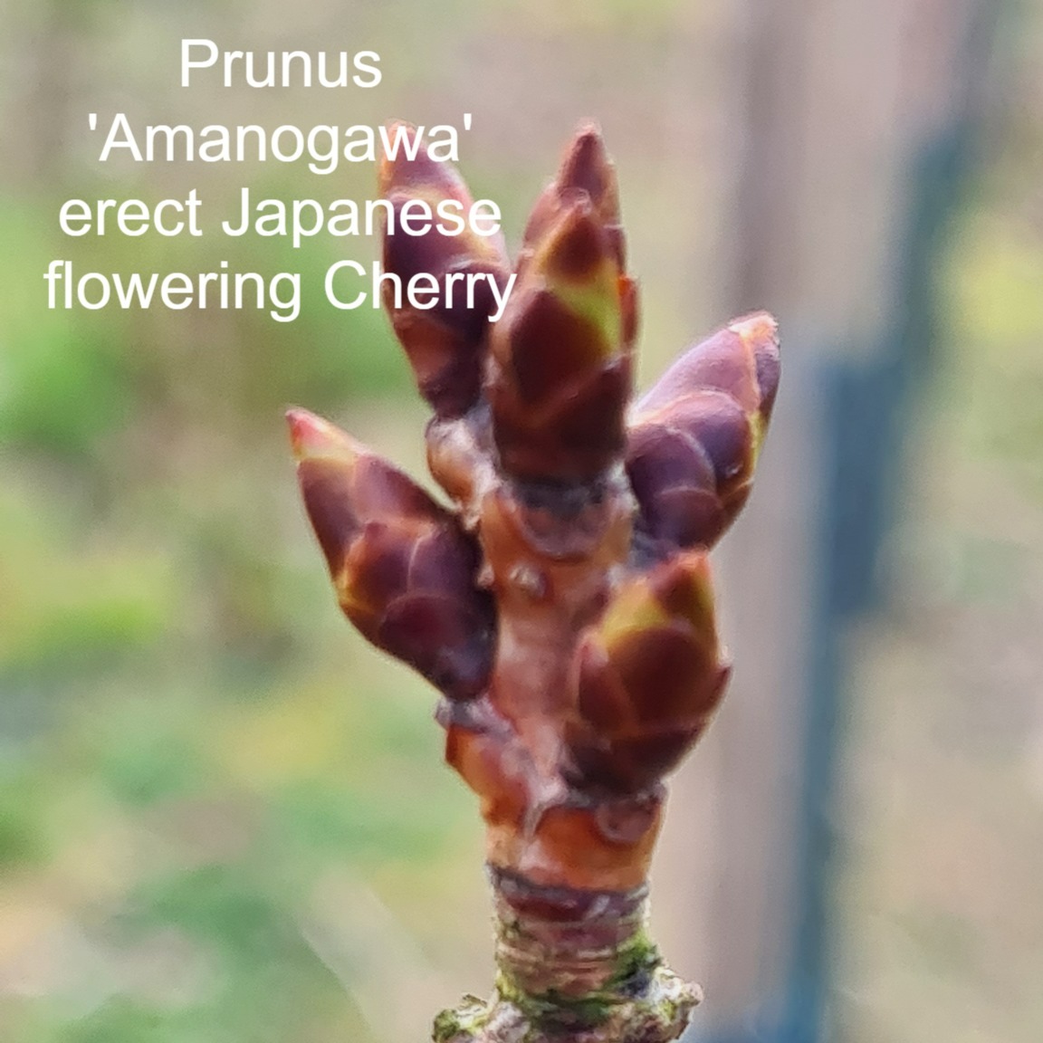 IrishTreeCentre's tweet photo. Quiz answers
1. Perrotia persica Vanessa Upright Persian Ironwood
2. Prunus 'Amanogawa' erect Japanese flowering Cherry
3. Pyrus Chanticleer, Ornamental flowering Pear tree
4. Aesculus hipp. 'Baumannii' Double white flowering Horse Chestnut
Available from https://t.co/mHsieH5Hg5 https://t.co/9hrR0PEBEP