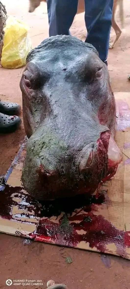 MrCarter_US's tweet photo. Villagers from Bushbuckridge did it again this time they caught a hippopotamus and sliced it. Last time they Caria crocodile. https://t.co/DbZAwujBM3