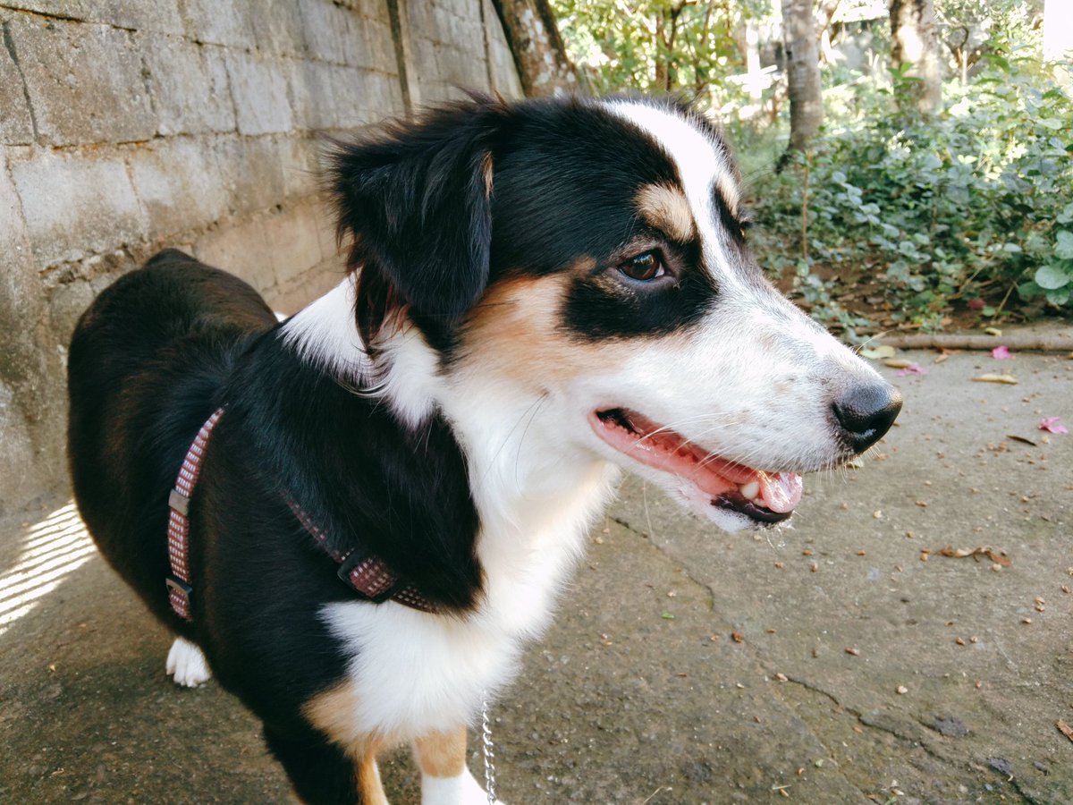 _monavince's tweet photo. Happy Birthday Daisypot! ❤️

Wala munang handa at busy ang nanay mo. Mag ulam na lang tayo ng manok mamaya. 😁

#TatlongTaon https://t.co/I3y0RMSCeB