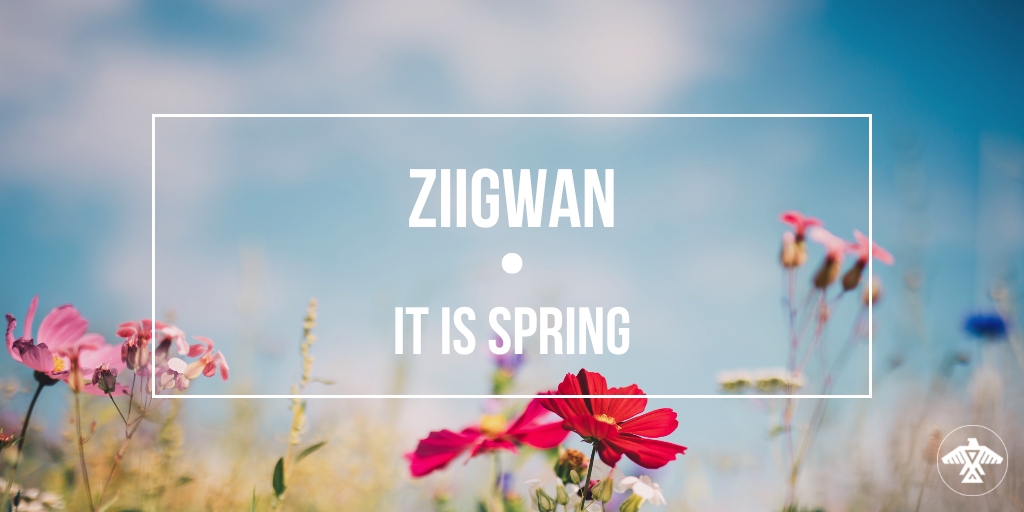 Ziigwan (it is Spring) and we cannot wait to see the gifts Mother Earth has to share with us!