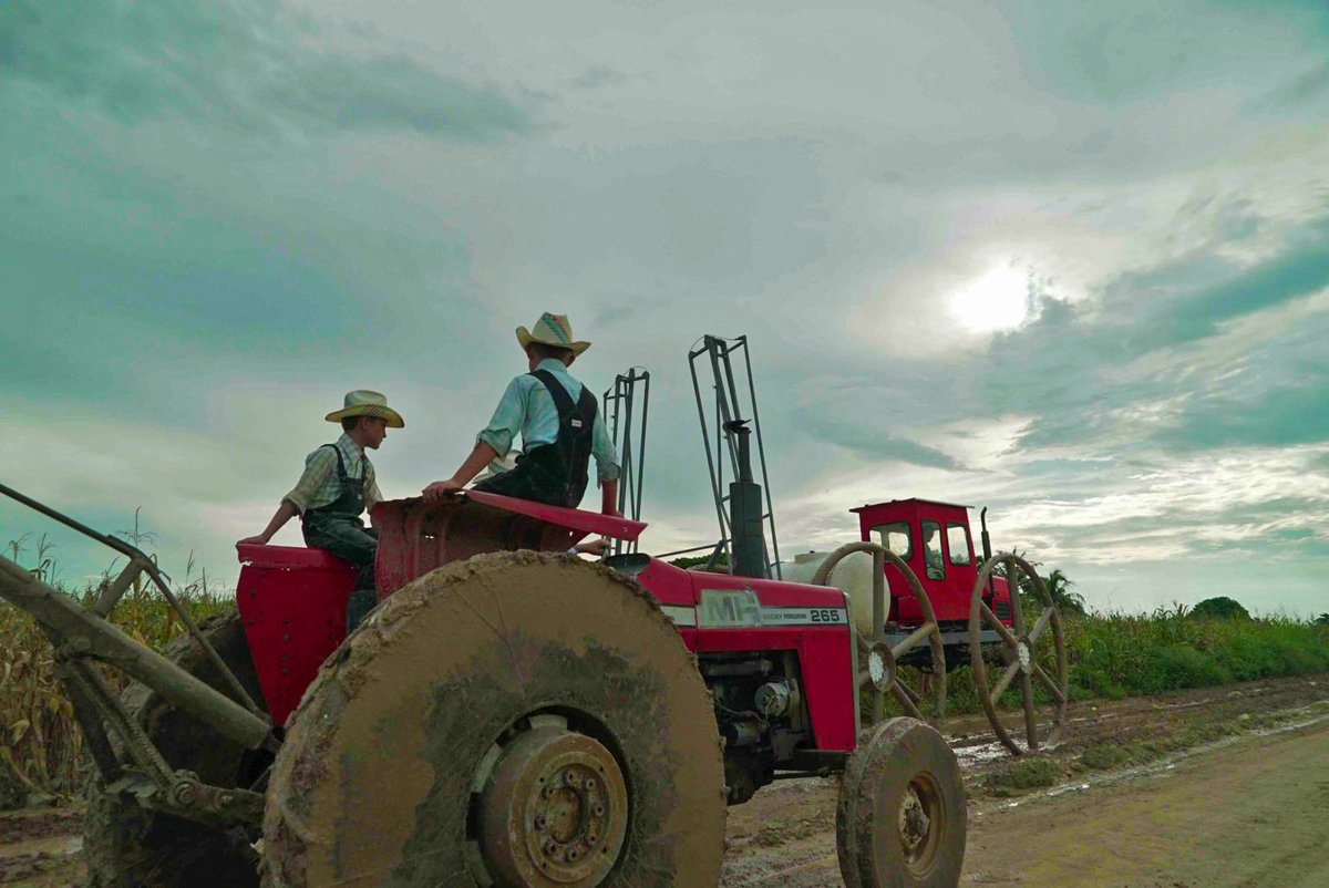 The presence of Mennonite families, which began arriving in Mexico's Bacalar municipality in 2001, has continued to grow in the region. Satellite imagery and field visits reveal vast swaths of rainforest have been cleared for large-scale agriculture. news.mongabay.com/2023/03/defore…