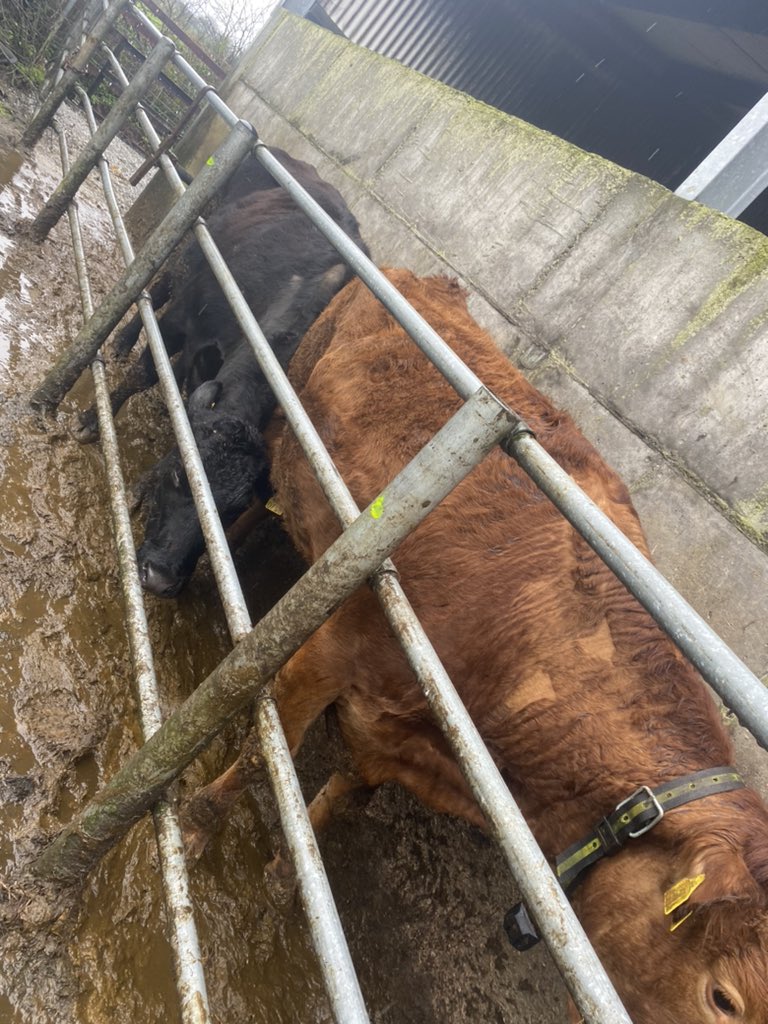 Bad day for the outside crush changing a few allflex sensehub collars Between spring and autumn calvers @MSDAnimalHealth