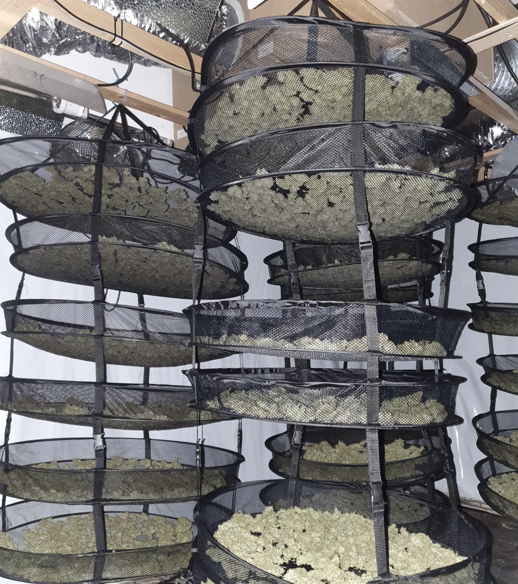 Interventieteam Ondermijning treft met <a href="/POL_Schiedam/">Politie Basisteam Schiedam</a> <a href="/Stedin/">Stedin</a> hennepdrogerij aan in een pand aan de Reaumurstraat. N.a.v. melding burger aangetroffen, sprake van diefstal stroom en gevaarzetting. Bestuurlijk handhavingstraject is opgestart. #ondermijning