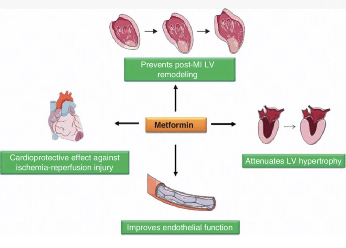 Direct evidence that metformin alters lipids to provide cardioprotection, independent of type 2 diabetes control tinyurl.com/3artyrjm