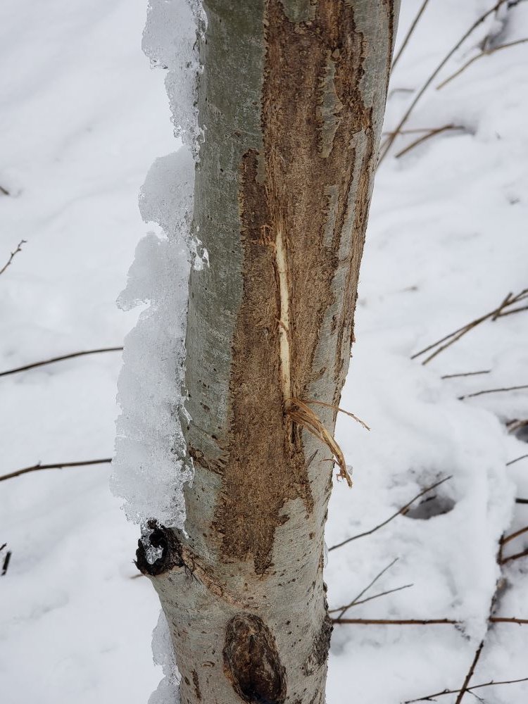 secondmarsh's tweet photo. White-tailed Deer live at #Oshawa #SecondMarsh and adjacent areas. The rutting season starts in the fall, where male deer mark their territory and push out rival deer in head to head battles. The male marks his territory by rubbing his antlers on trees as seen in the picture. https://t.co/mtK97VUzmS