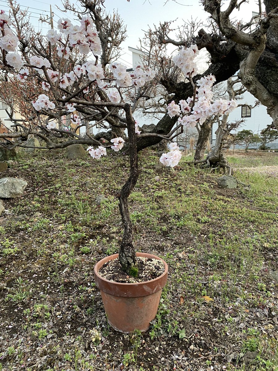httpwildjupiter's tweet image. 鉢植えのあんずの花が満開になった(^ ^)
たくさん実が付くといいな♫