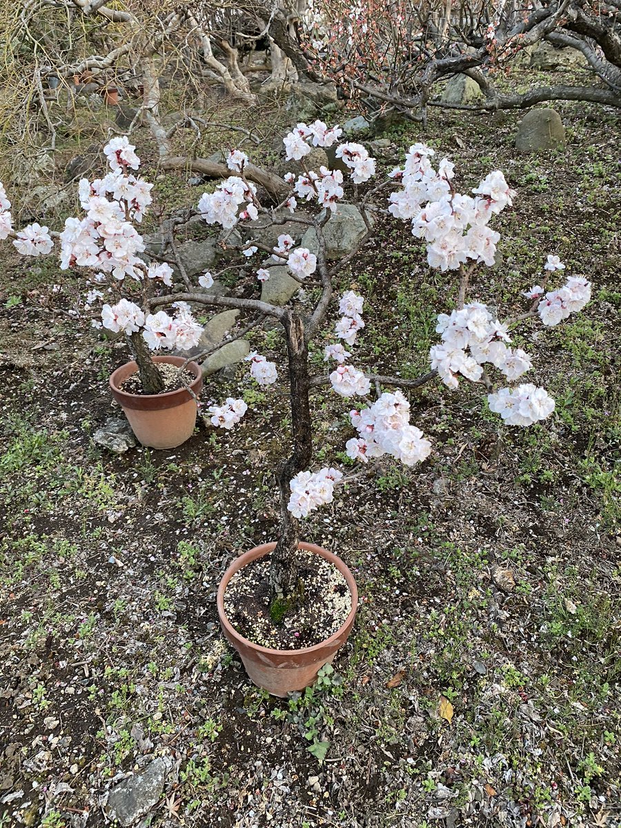 httpwildjupiter's tweet image. 鉢植えのあんずの花が満開になった(^ ^)
たくさん実が付くといいな♫
