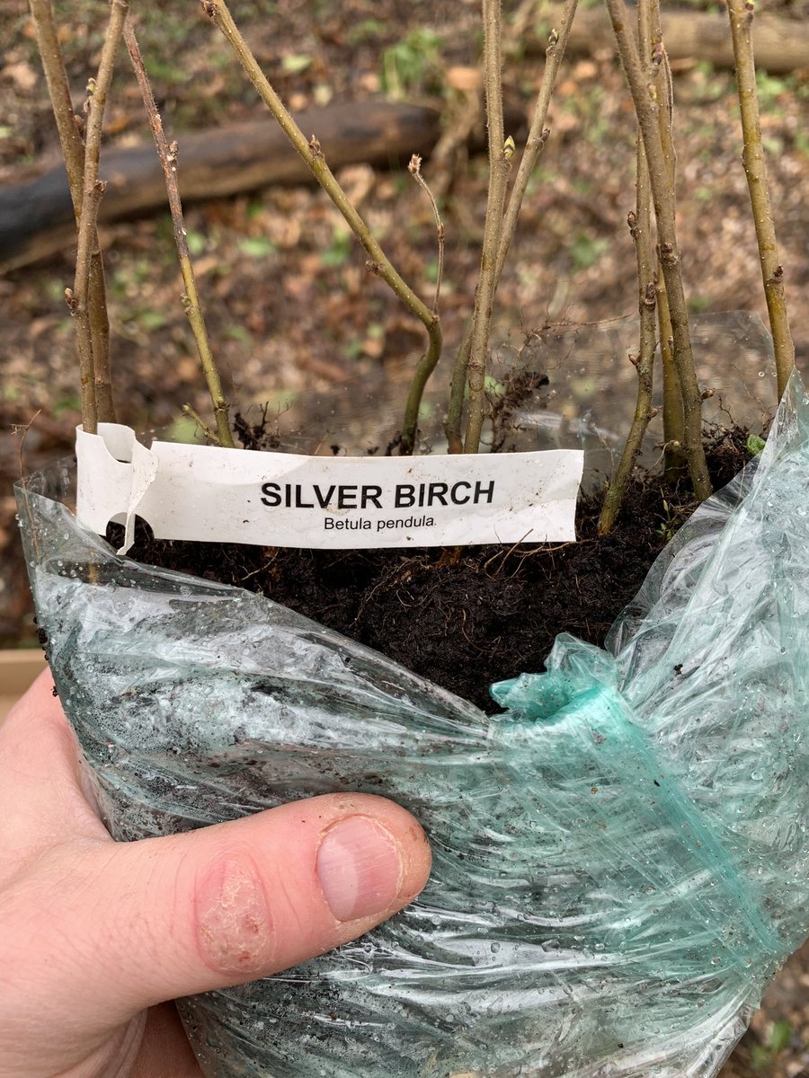 DTBedwasHigh's tweet photo. Some more tree planting by year 7 & 8 Agored. Ensuring the future is a green. #environment #ESDGC #Agored https://t.co/LPUzs4M9Kc