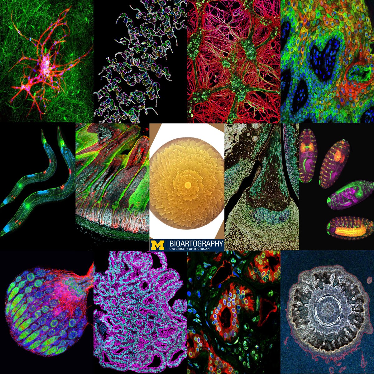 BioArtography tweet media