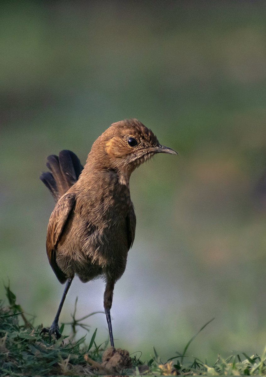 Brown Rock Chat 

@IndiAves @MerlinBirdID @WorldofWilds #birdphotography #TwitterNatureCommunity #ThePhotoHour #NaturePhotography #nikonphotography #BirdsOfTwitter