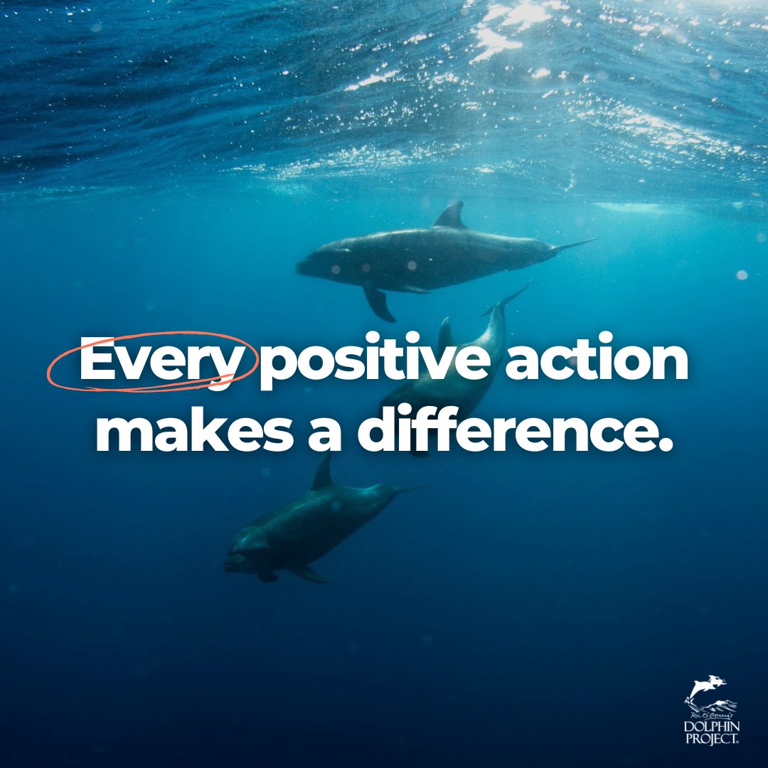 Dolphin_Project: It's up to all of us to continue raising awareness and moving others to action. Here are a few easy ways to take action today: bit.ly/2F25Pr6  🐬
#DolphinProject #LetsProtectDolphinsTogether