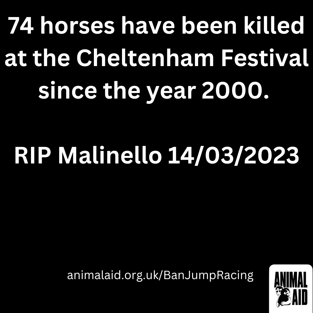 AnimalAid's tweet image. 