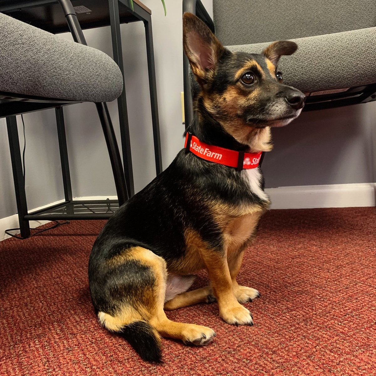 eddiefromsf's tweet photo. Happy Birthday Nando! #EddieFromSF #DogsOfStateFarm #OfficeDog #Chihuahua #HappyBirthday #StateFarm #Nando https://t.co/XjbxQmZeFR