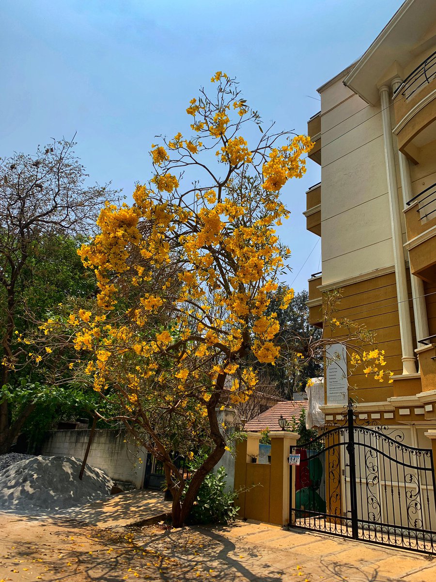 The yellow glistens. It glistens with various yellows, greens, oranges and citrons flowering over the skin! Bangalore streets are 😍#spring #tabebuia #goldentrumpettree #flowerstagram #flowersofinstagram #nature #streetsofbangalore #bangalore #yellow #tabebuia  #streetphotography
