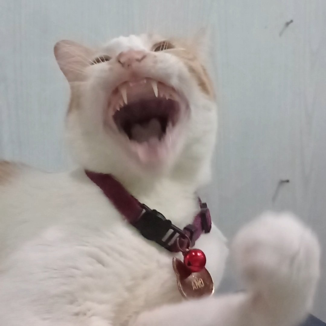 kochengfs's tweet photo. 🐈‍⬛ Haha Hahaha HAHAHAHAHAHA

 https://t.co/HkxxMBmG6O