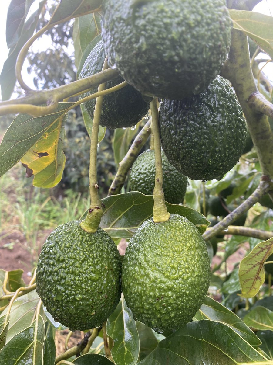 Tanzania Avos 🇹🇿🇹🇿🥑🥑