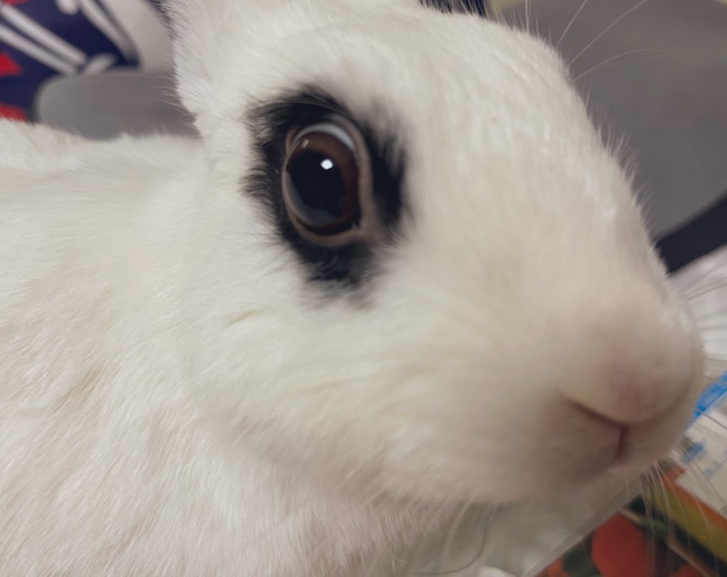 에즈 TR계 on Twitter "RT Bunny_ate 이유 없이 손가락을 깨물기에 우는 척을 했더니 이러고 봅니다