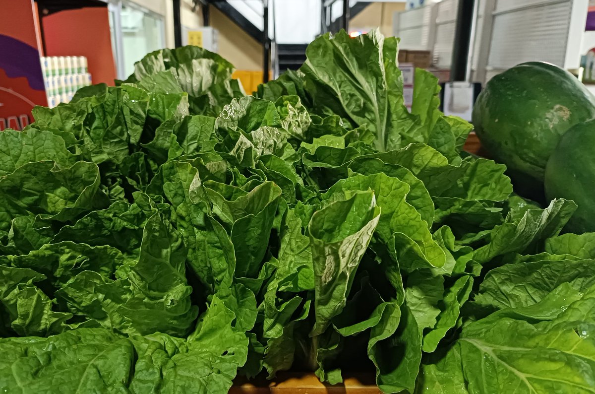 ކ. ކާށިދޫ އިން ވަރަށް ތާޒާ ލެޓިޔުސް ޝިޕްމެންޓެއް މިއަދު ވަނީ އެގްރިސެންޓަރަށް ލިބިފަ. 🙂 
ހޯލް ސޭލް: 42 ރުފިޔާ (5 ކިލޯއިން ފެށިގެން)
އޯޑަރު ކޮށްލެއްވުމަށް 3012640 އަށް ގުޅުއްވާލައްވާ، ނުވަތަ 7291130 ވައިބާރ ކޮށްލައްވާ!