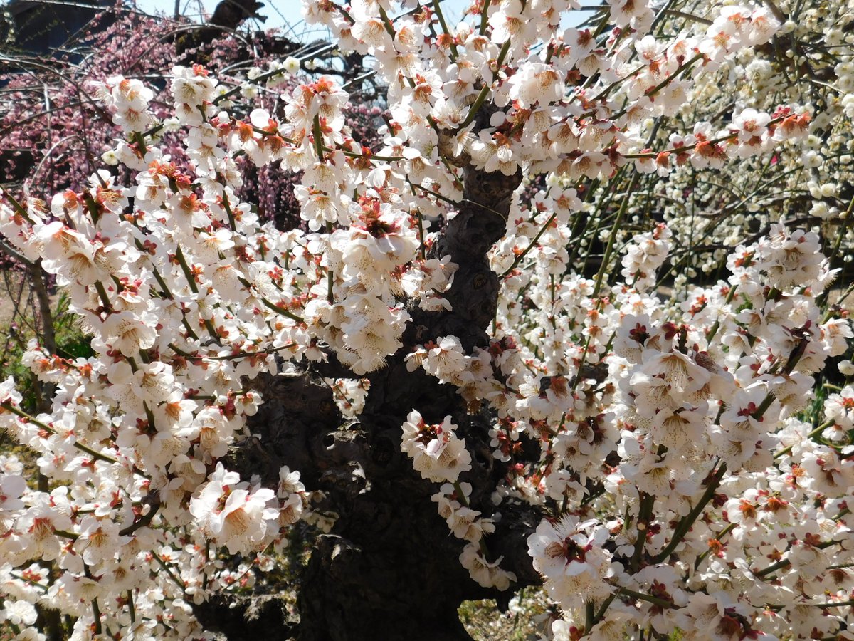 「とにかく梅、梅、梅の花…A lot of Japanese Plum Tree.」|米田仁士 Hitoshi Yonedaのイラスト