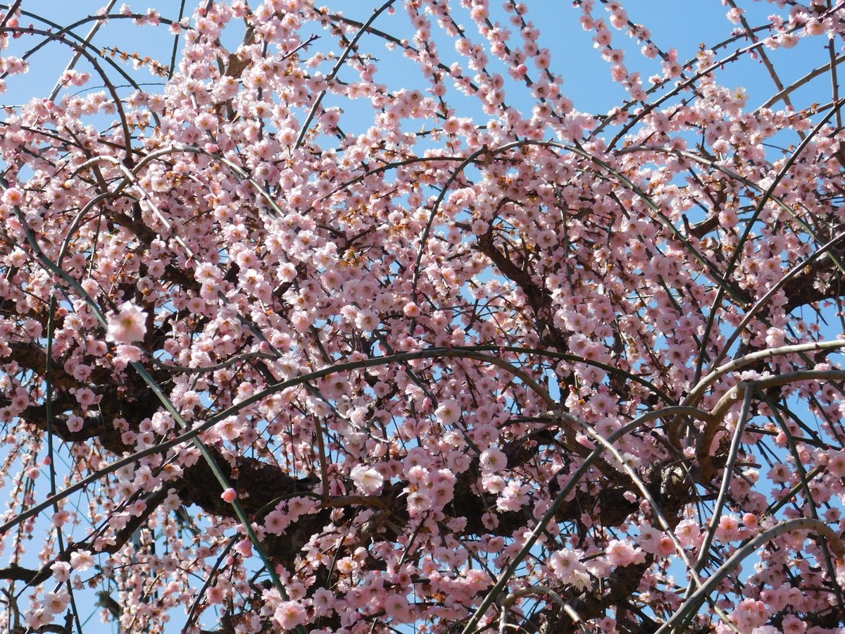 「とにかく梅、梅、梅の花…A lot of Japanese Plum Tree.」|米田仁士 Hitoshi Yonedaのイラスト