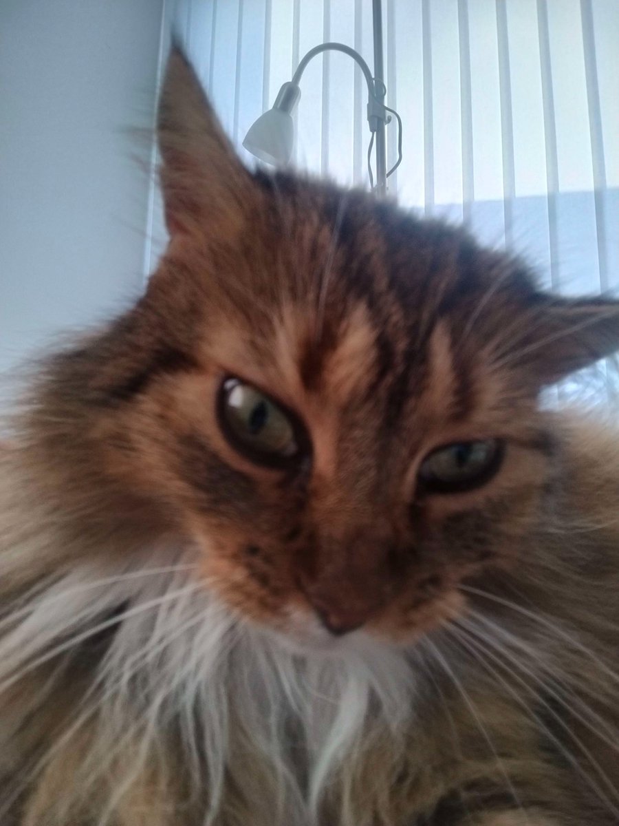MollyKittyKatze's tweet photo. could you repeat that? https://t.co/oOKKdCwPWm