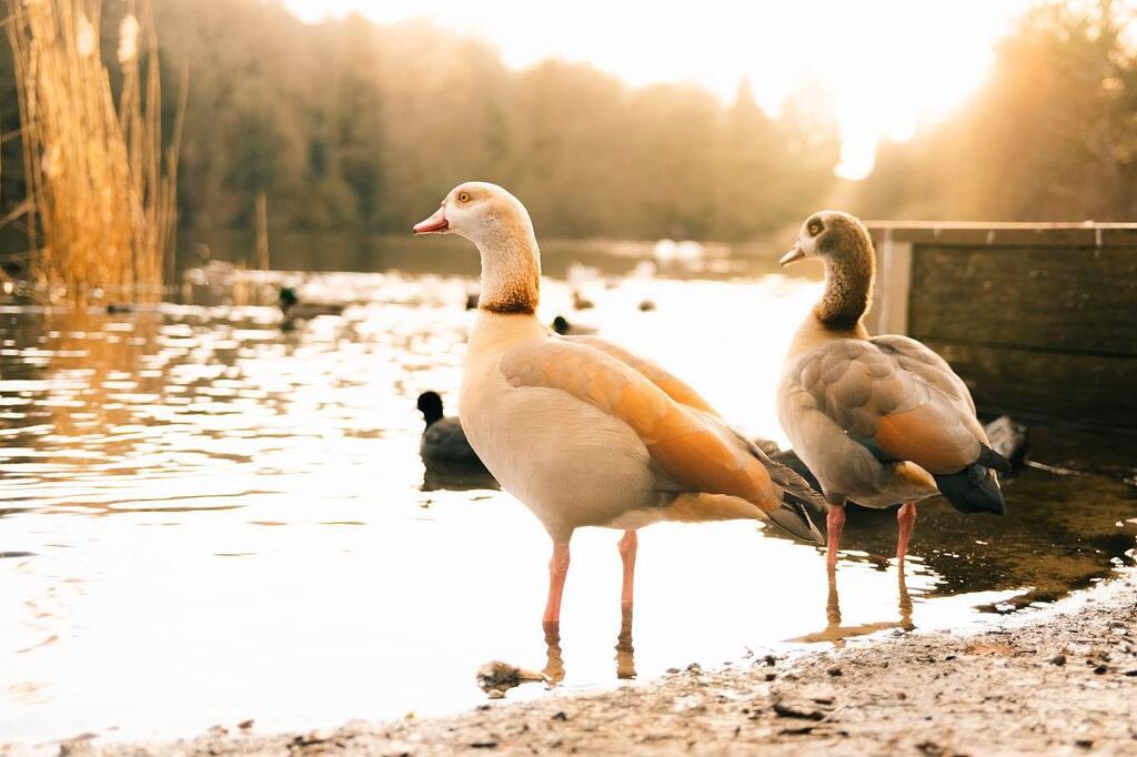 gn0me's tweet photo. Local gang members
๐ธShot on #fujifilmx100v
โ๏ธEdit in @lightroom
#surreylife
#reigate
#reigatelife
#fujipassion
#fujimag
#fujifilmru
#fujifilmx
#fujifilmx100
#fujifilmmy
#fujifilmstreet
#fujifilmcamera
#myfujifilmlegacy
#fujixlovers
#fujilover
โฆ https://t.co/oqz7Q6rdSq https://t.co/ZgymTZ01R5