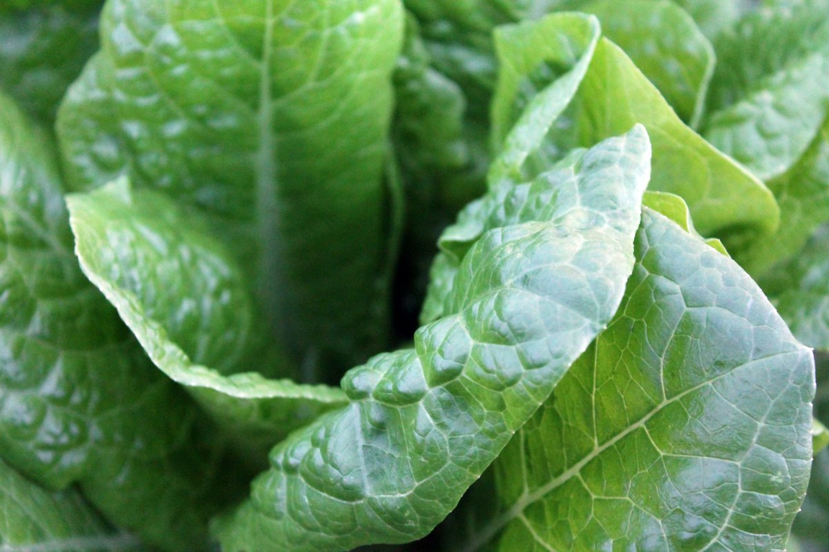 HeritageFFC's tweet photo. The first young, tender cabbages of the year are called Spring greens. They have a silky-soft texture and taste sweeter and fresher than the robust, hearted cabbages we associate with winter, so they fit well with lighter spring cooking. #springveg #chefs #seasonal https://t.co/zdYXhTNW85