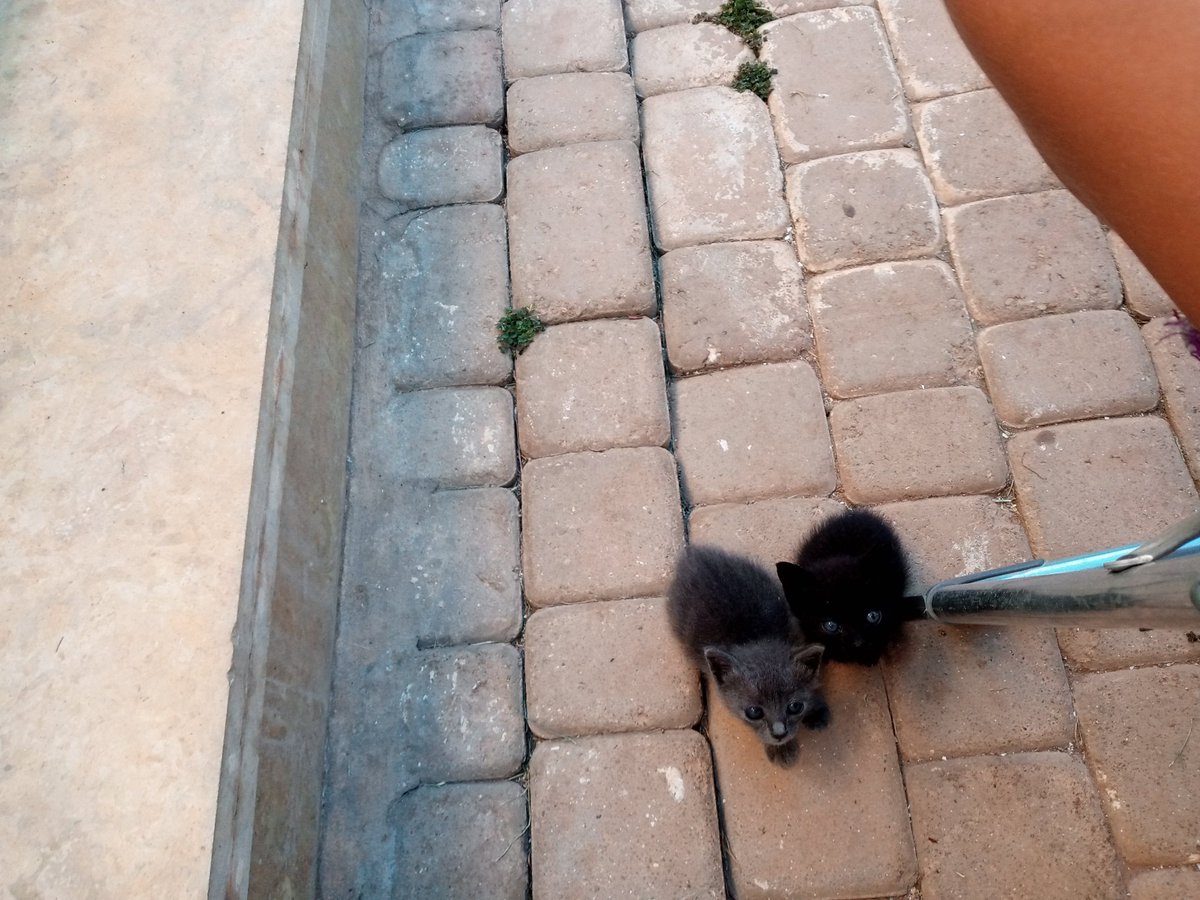 Pretty_Splinter's tweet image. Hommage à mes deux chatons morts : Silver ( gris ) et Blacky ( noir ) 🕊️