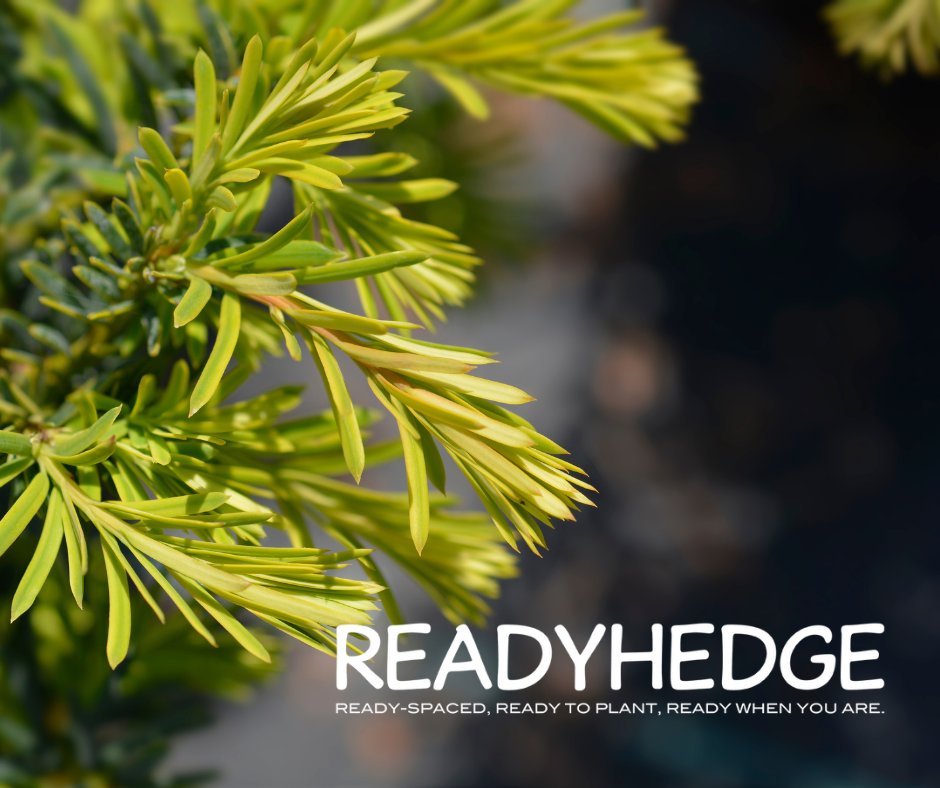 Readyhedge's tweet image. 🌿Landscapers and garden enthusiasts! 
We've got Taxus rootballs available in various sizes, perfect for adding a touch of greenery to your outdoor spaces.🌞
readyhedgeltd.com/contact-us/

Contact us now for prices and availability! 
#TaxusRootballs #Readyhedge #Landscaping #Gardening