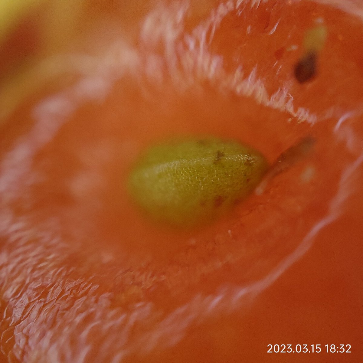 omsbski's tweet image. いちごをスマホのカメラで撮影。
#oppofindx3pro