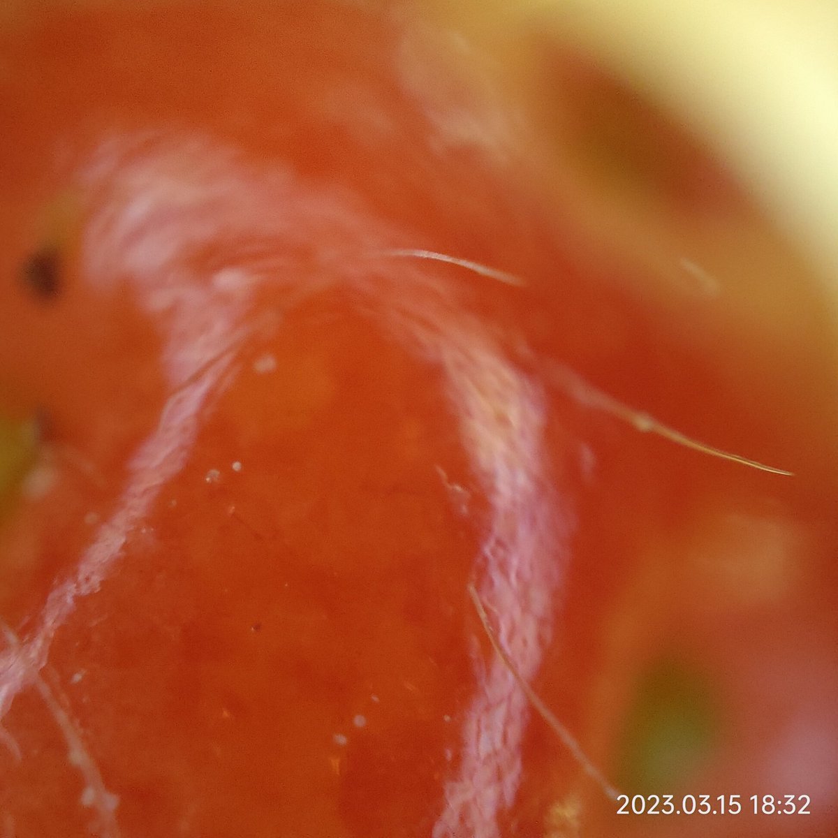 omsbski's tweet image. いちごをスマホのカメラで撮影。
#oppofindx3pro