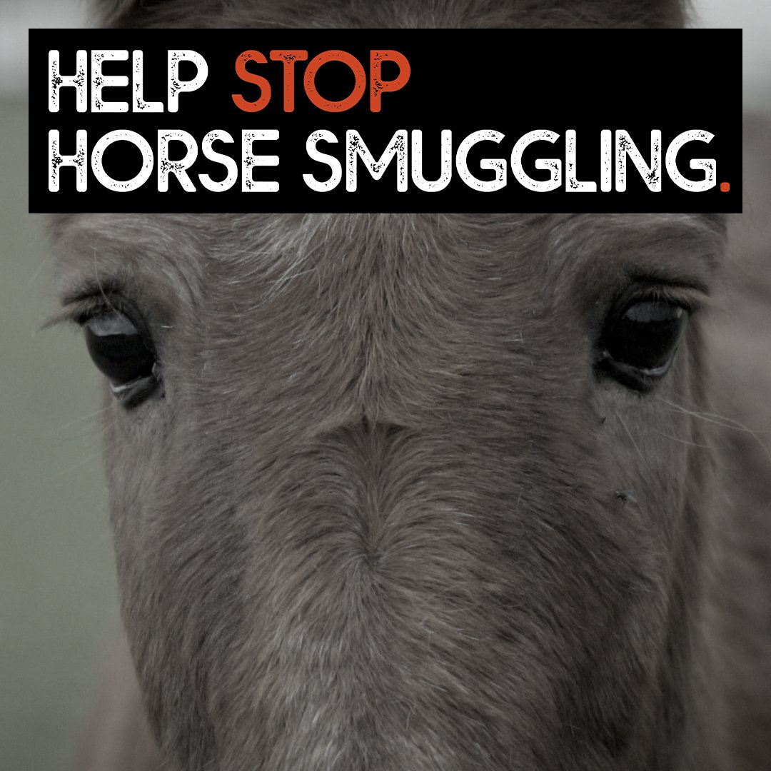 Did you know, there is nothing to protect childhood ponies, family pets, and ex-sport horses from being smuggled out of Great Britain to European slaughterhouses?! 

#StopHorseSmuggling (1/4)