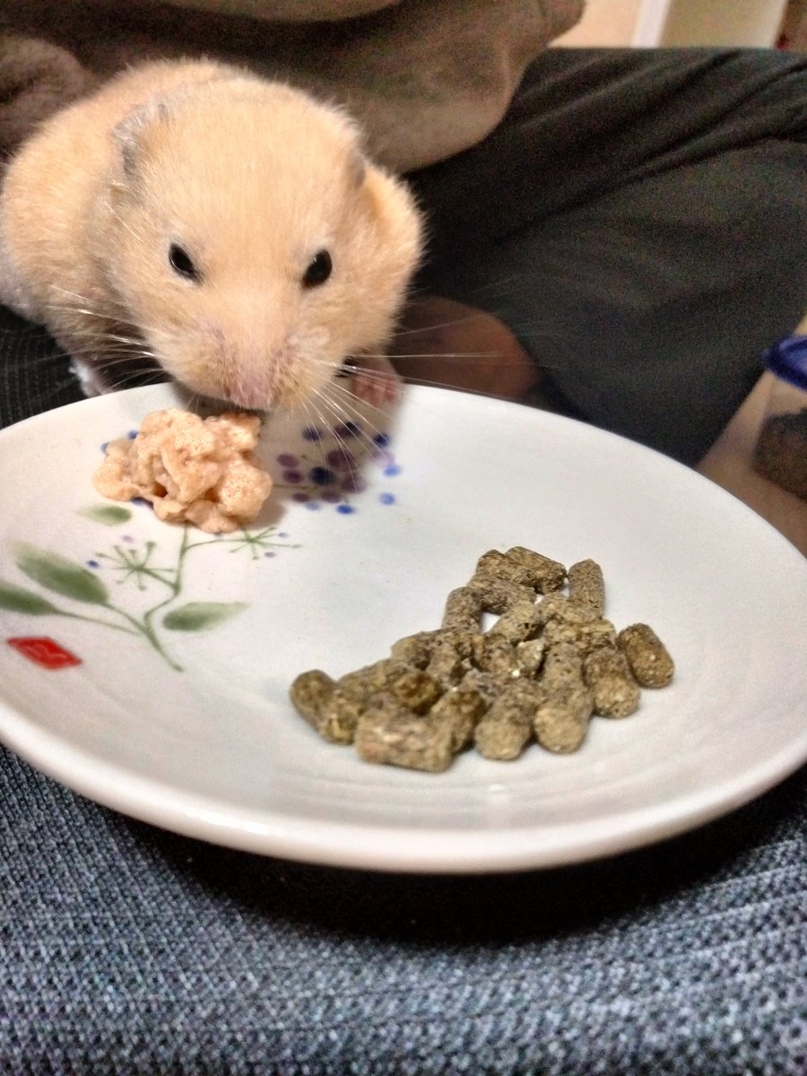 afio_017's tweet photo. 今日は全の誕生日です
あふぃおみたいに手の込んだ物は作ってあげられないのでピューレをあげました https://t.co/Bd4XYzMrML