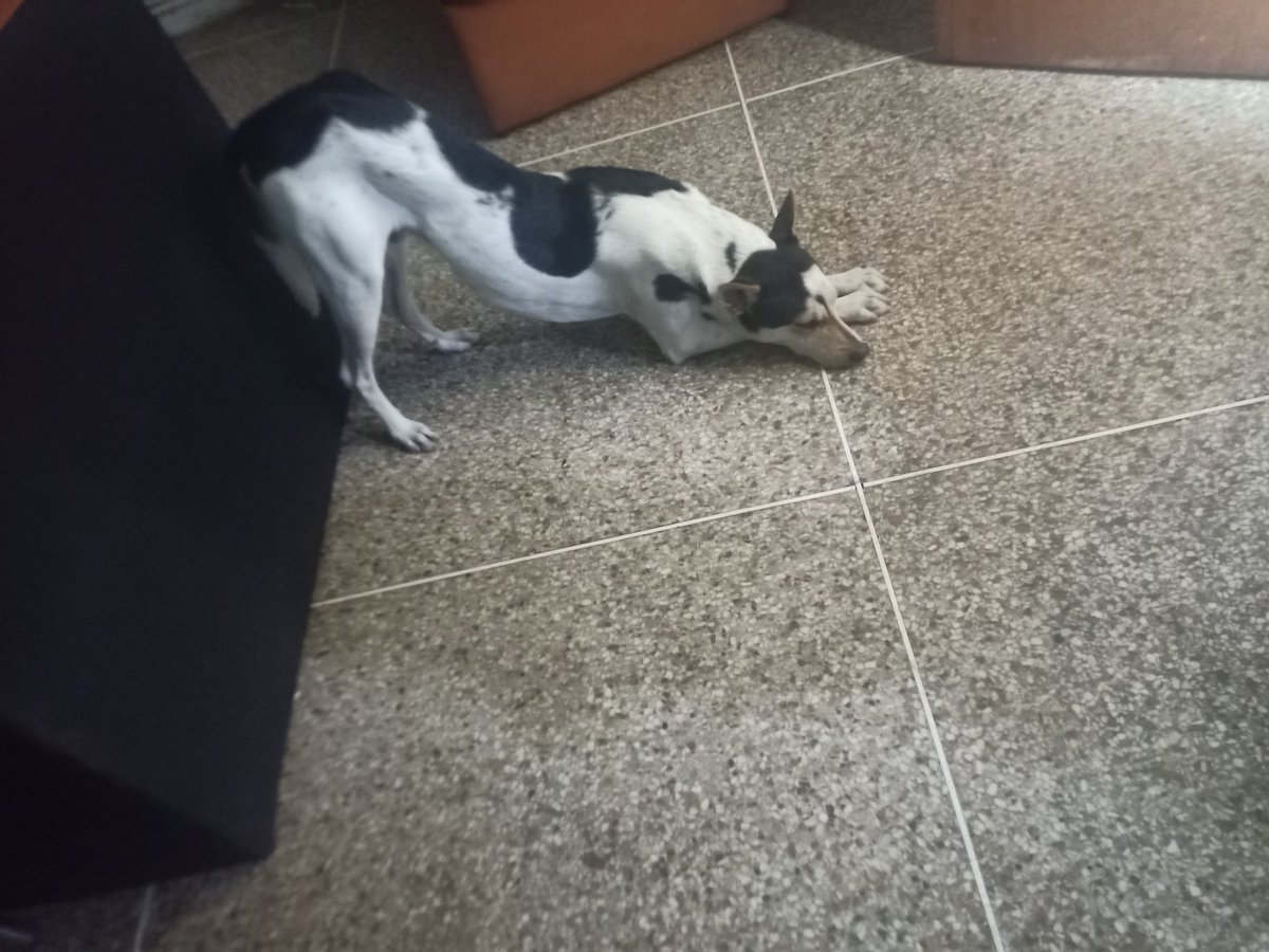 rosayallison17's tweet image. Mi perro práctica el yoga🤣😅 #Yogadog