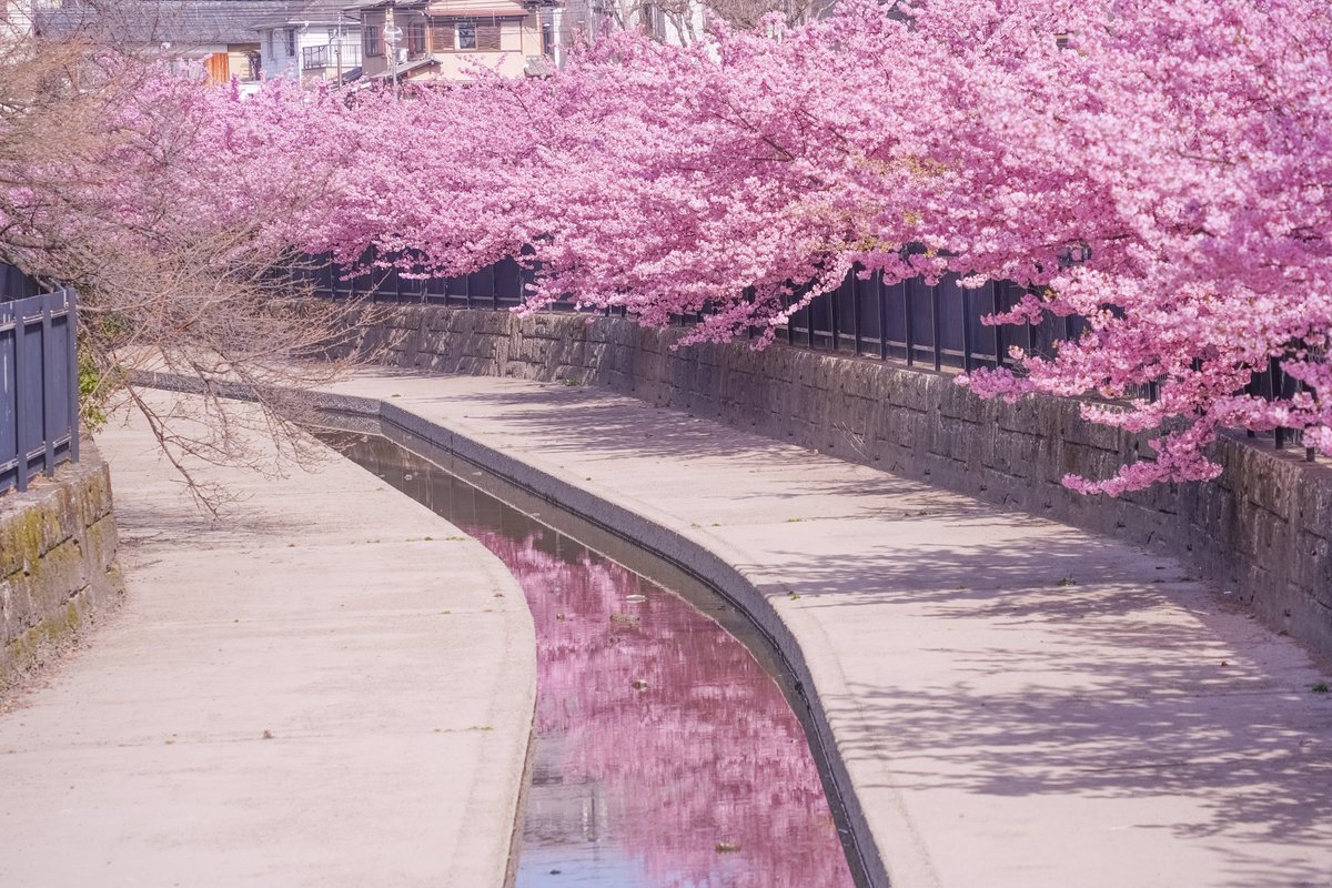 河津桜