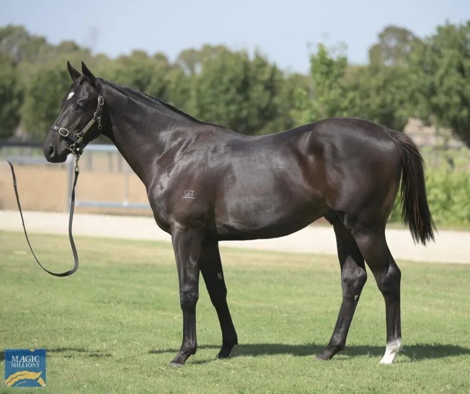 aaronbainracing's tweet photo. We’ve added a colt by PRIDE OF DUBAI to our stable at the Adelaide Magic Millions

The colt is the first foal out of Choisir mare ZHAOJUN, which is out of Imperial Beauty - a group 1 winner at Longchamp in France and dam of 4 winners.

More info: https://t.co/ctm7Ga8u4H https://t.co/nuOSYQnwWu