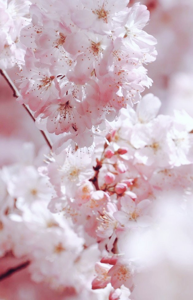 お疲れ様です。
春らしい一日でしたね。

#桜🌸
#春めき桜
#写真好きな人と繫がりたい