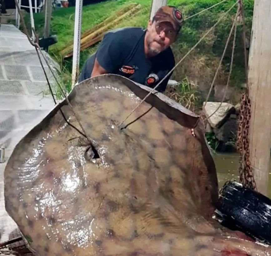 Diğer balıkçılar çok kıskanacak…
oltacidergisi.com/2023/03/15/dig…
Balık tutmak için açılan balıkçının oltasına takılan balık görenlerin ağzını açık bıraktı. Balıkçıyı iki saat boyunca uğraştıran o balık 550 kiloluk dev bir vatozdu.