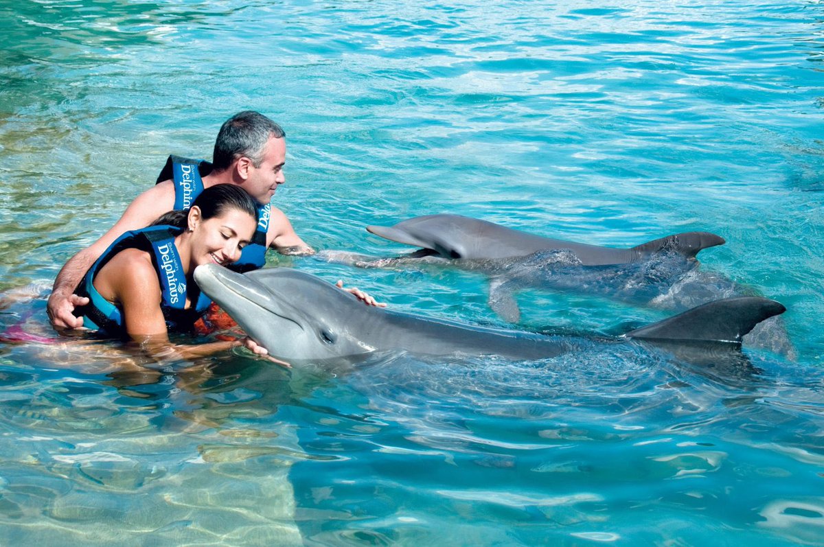tour_tomy's tweet photo. You can know everything about Dolphin shows in Egypt in detail through this blog post from Tomy tour ❤️🥰

Read the post now
https://t.co/SMucpNgm8G

#tomy_tour #trips #dolphin #egypt https://t.co/uFwUNsmL3Y